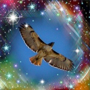 Meet your Posher, Shiloh